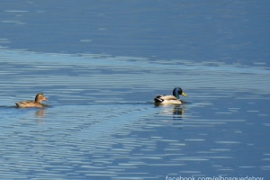 Ánade azulón, Anas platyrhynchos. Mallard.